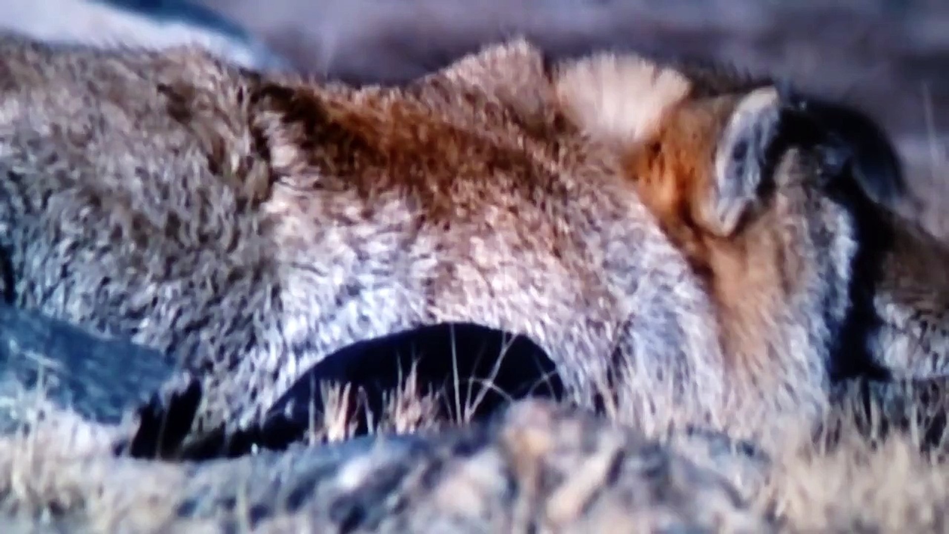 捕食 チベットスナギツネがナキウサギを巣穴から引きずりだし捕食 Video Dailymotion