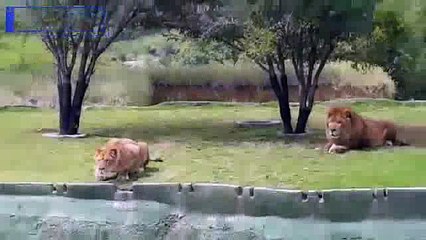En voulant attaquer des touristes, cette lionne tombe dans le fossé