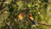 Two bee-eaters fight over one dragonfly