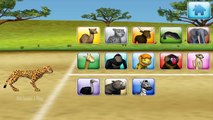 Animals Race - Find Which Is The Fastest Animals in Jungle - M36 Animal Race - Education G