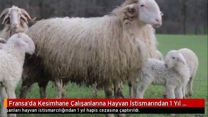 Fransa'da Kesimhane Çalışanlarına Hayvan İstismarından 1 Yıl Hapis!