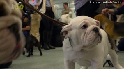 The Interior Department is Going to The Dogs (Literally)