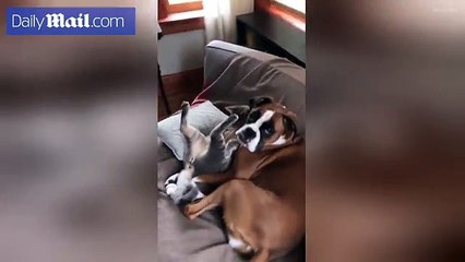 Adorable boxer dog looks after tabby cat _2017