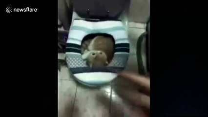 Woman shouts at cat lying in toilet bowl
