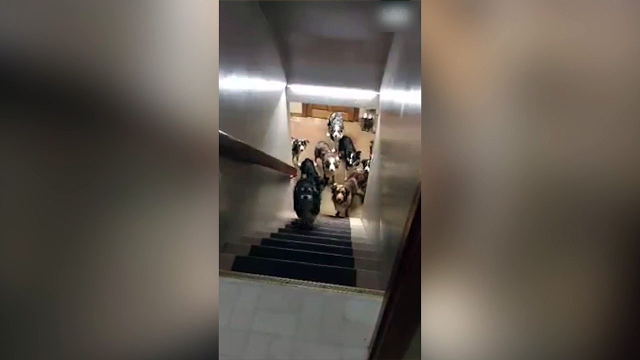 Ces chiens sont vraiment très bien dressés !
