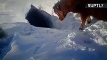 Holey Cow! Kazakh Cows Disappear Down Hole in Thick Snow