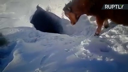 Holey Cow! Kazakh Cows Disappear Down Hole in Thick Snow