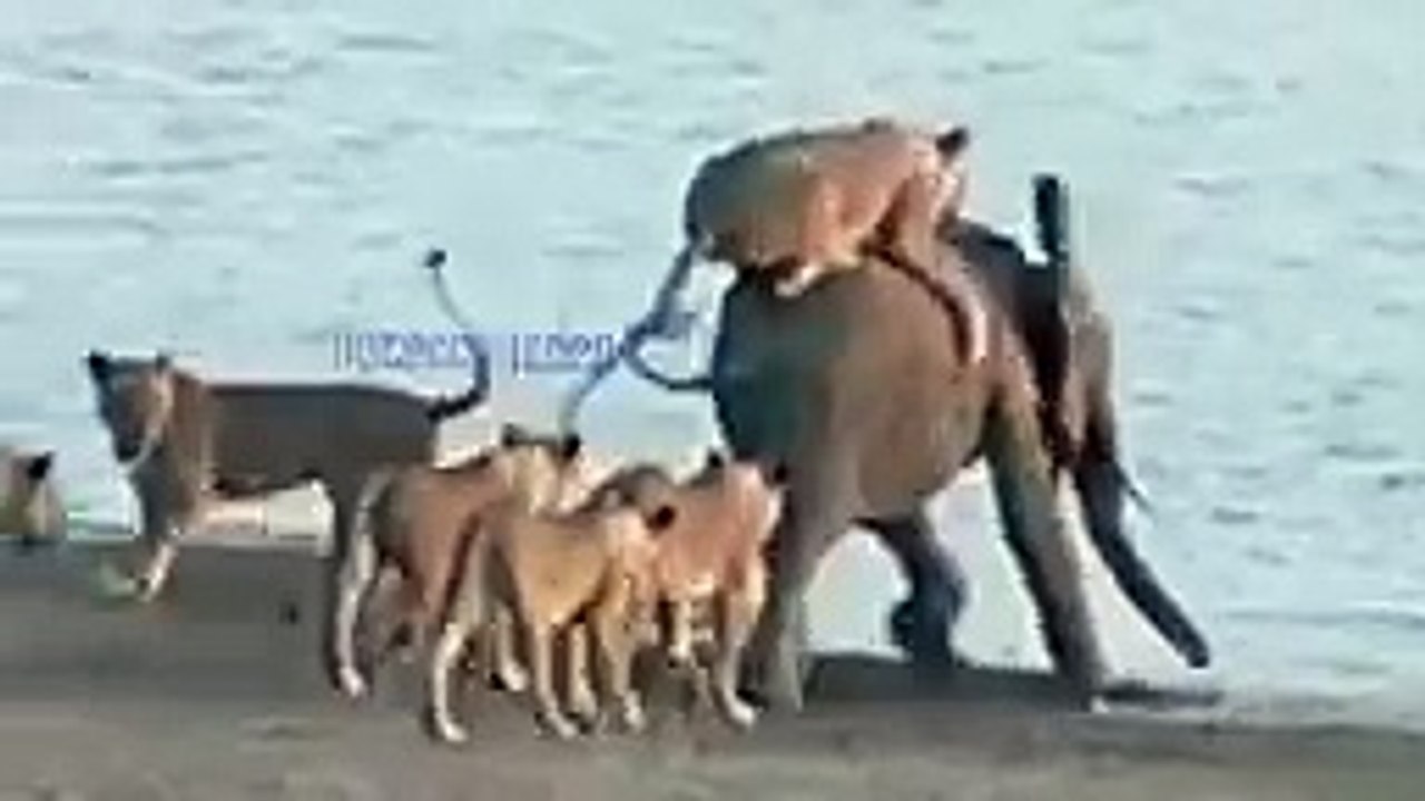 Lion vs bull Elephant Crocodile vs Elephant Lion vs Hyena Male lion attacks Animal Nature & Wildlife