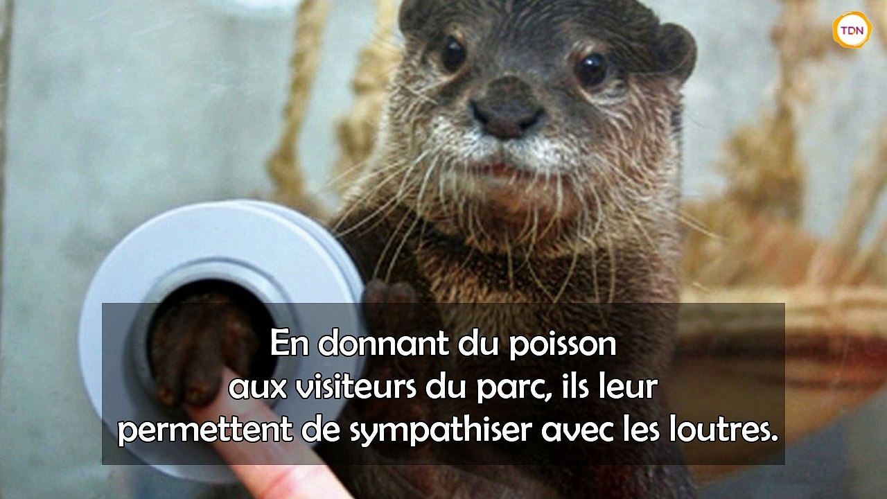 Dans ce zoo vous pouvez serrer la patte des loutres... Trop bien!