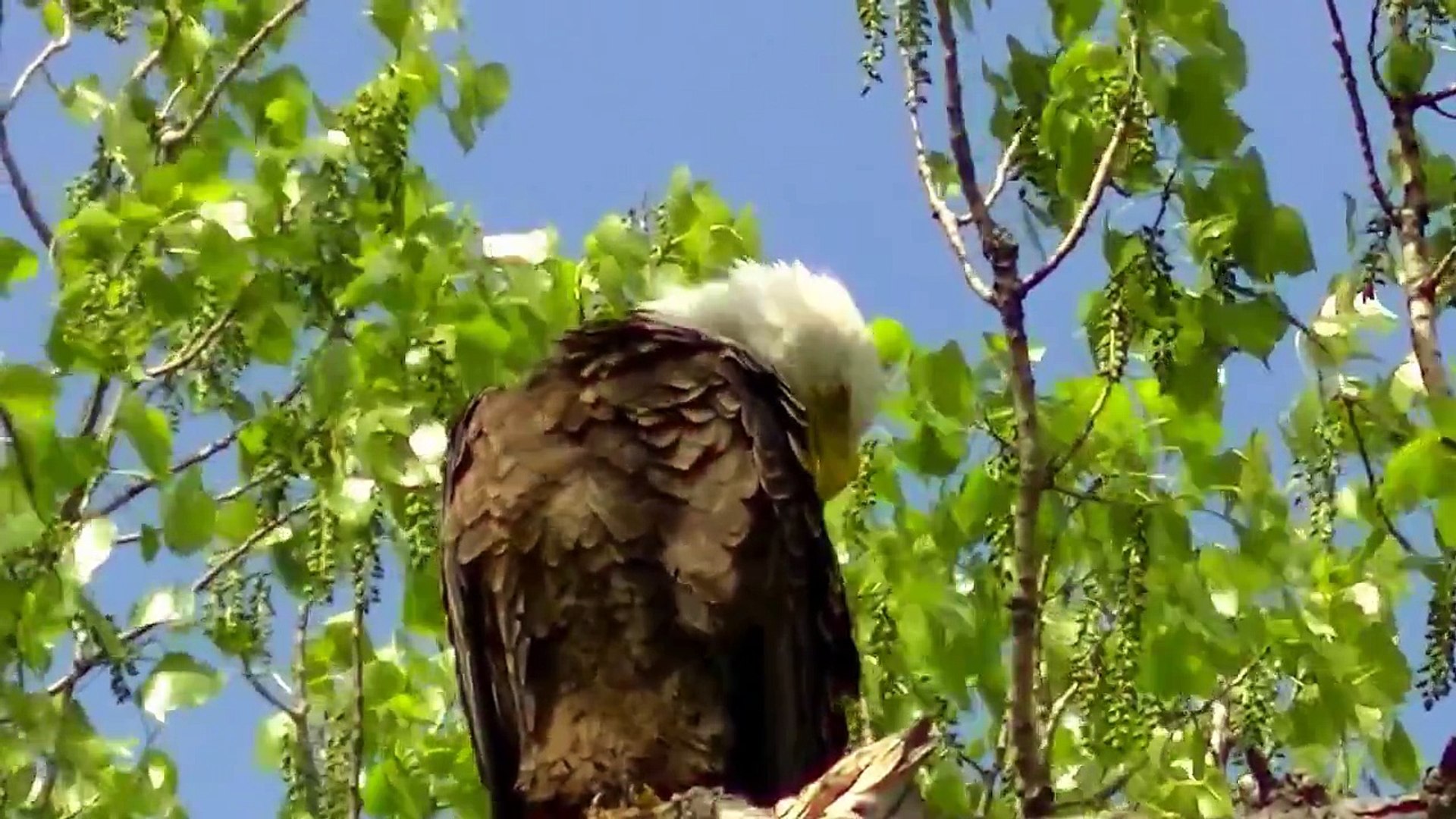 This Beautiful Bald Eagle Nesting Feeding Young Eaglets !