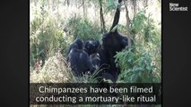 Chimp filmed cleaning her dead son's teeth[via torchbrowser.com]