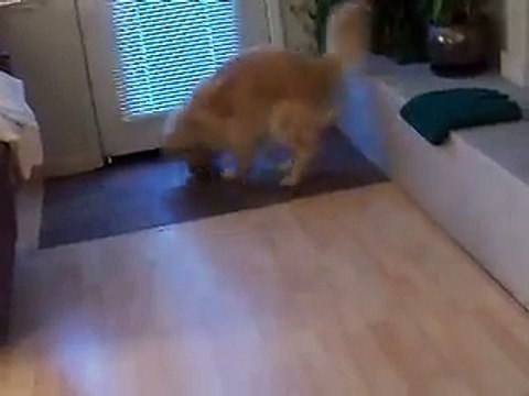 dog tricks- Golden Retriever Grace cleans the house[via torchbrowser.com]