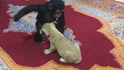 Baby chimp and lion cub's adorable playtime