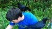 Boy teaches rescued baby crows how to pick raspberries