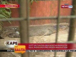 KB: 10-ft salt water crocodile na nahuli sa Sulu, under observation sa QC