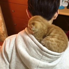 Sieste d'un chat dans la capuche du sweat de son maître !