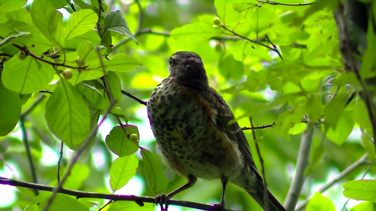 BOB MARLEY THREE LITTLE BIRDS