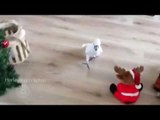 Obedient Cockatoo Follows Her Owner Around the House