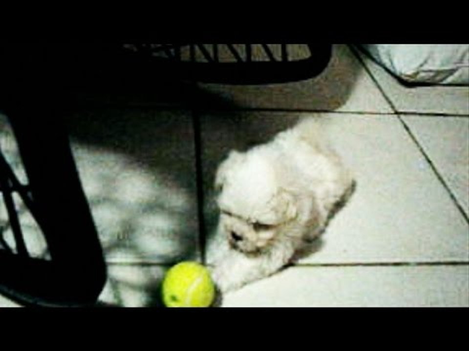 Tiny Maltese Puppy Not Sure What to Do With Ball