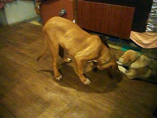 Playful dog fights, Doberman against the Alaskan Malamute and the Bordeaux Great Dane. A lot of positive in this video.