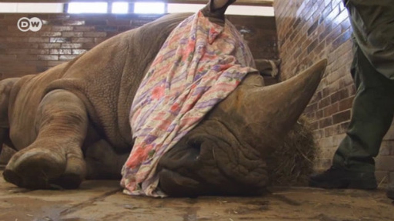 Zoológico tcheco serra chifres de rinocerontes