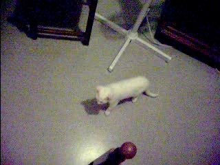 Whity blacky 1 ère foi ensemble