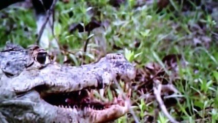 ヒラメが海底のギャングと呼ばれるシャコを一瞬で捕獲し補食する映像