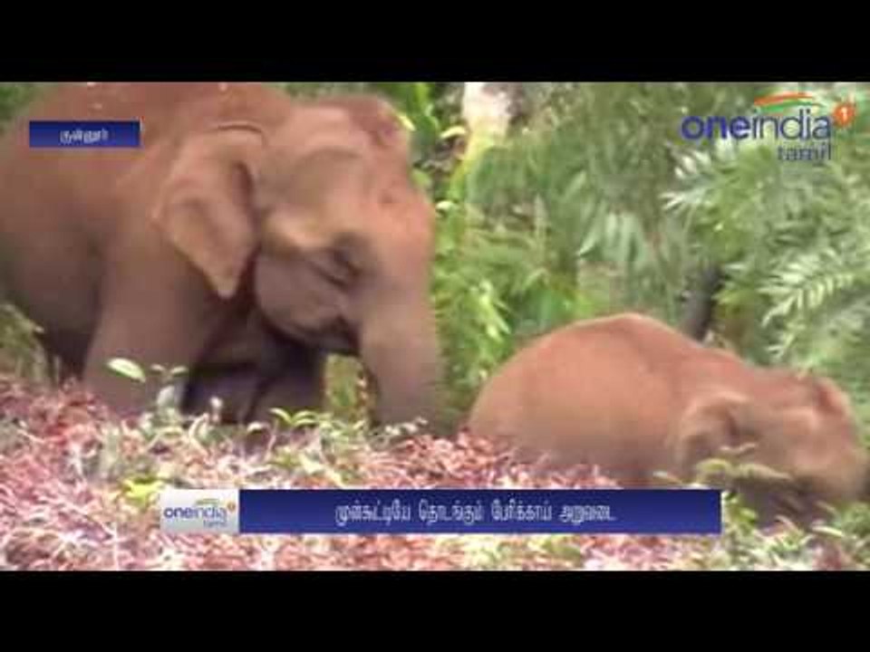 Fear of wild animals, Coonoor formers starts ha...