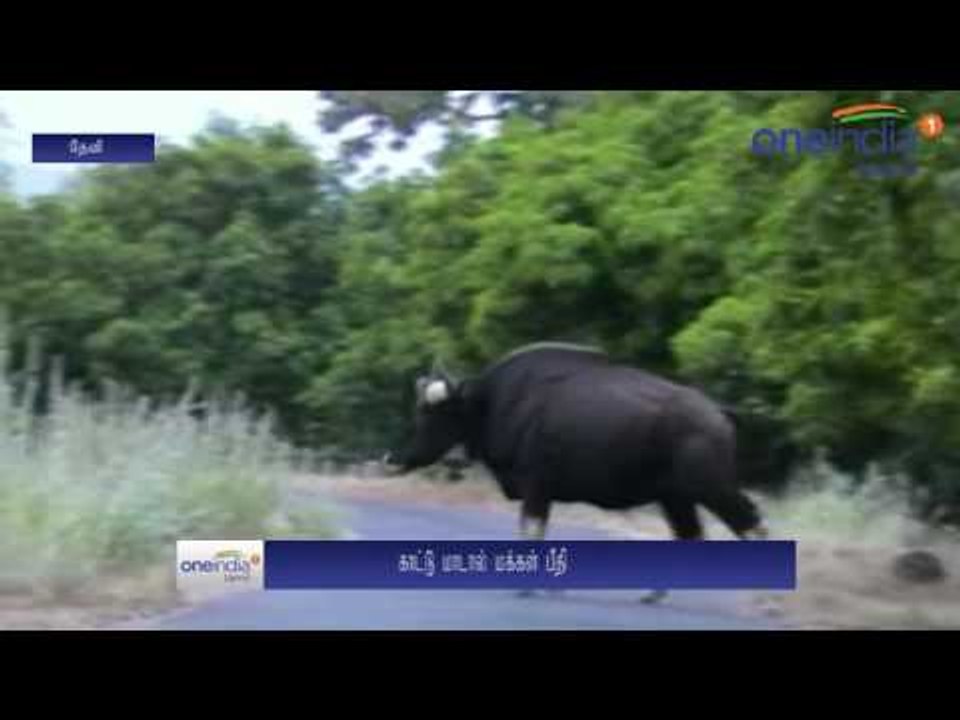 Theni: Farmers panic of bisons- Oneindia Tamil