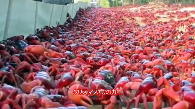 閲覧注意 キモいのについ見ちゃう トライポフォビアって 集合体恐怖症 Video Dailymotion