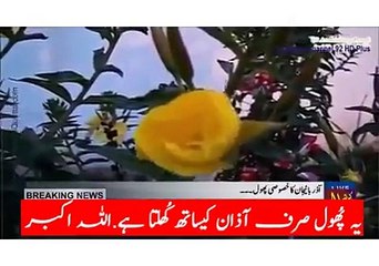 قدرت کا کرشمہ ایک ایسا پھول جو اذان کے وقت کھل اٹھتا ھے