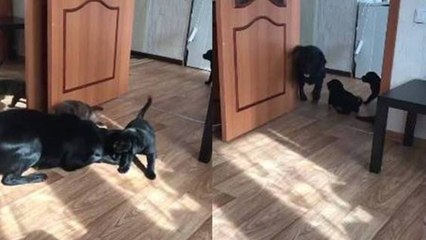 Labrador mom playing with her puppies