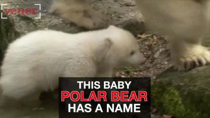 This adorable polar bear now has a name
