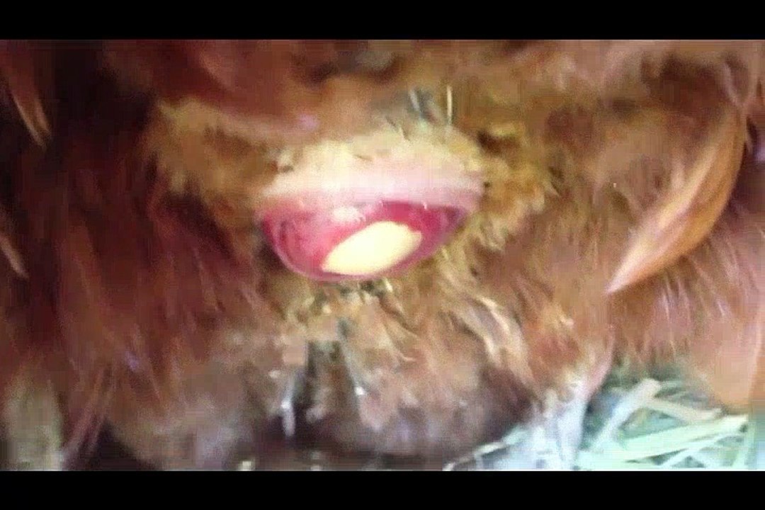 NU îmi vine a crede! Ouatul găinilor chiar nu este o glumă așa că privește întreg procesul! Ți-ai imaginat asta?