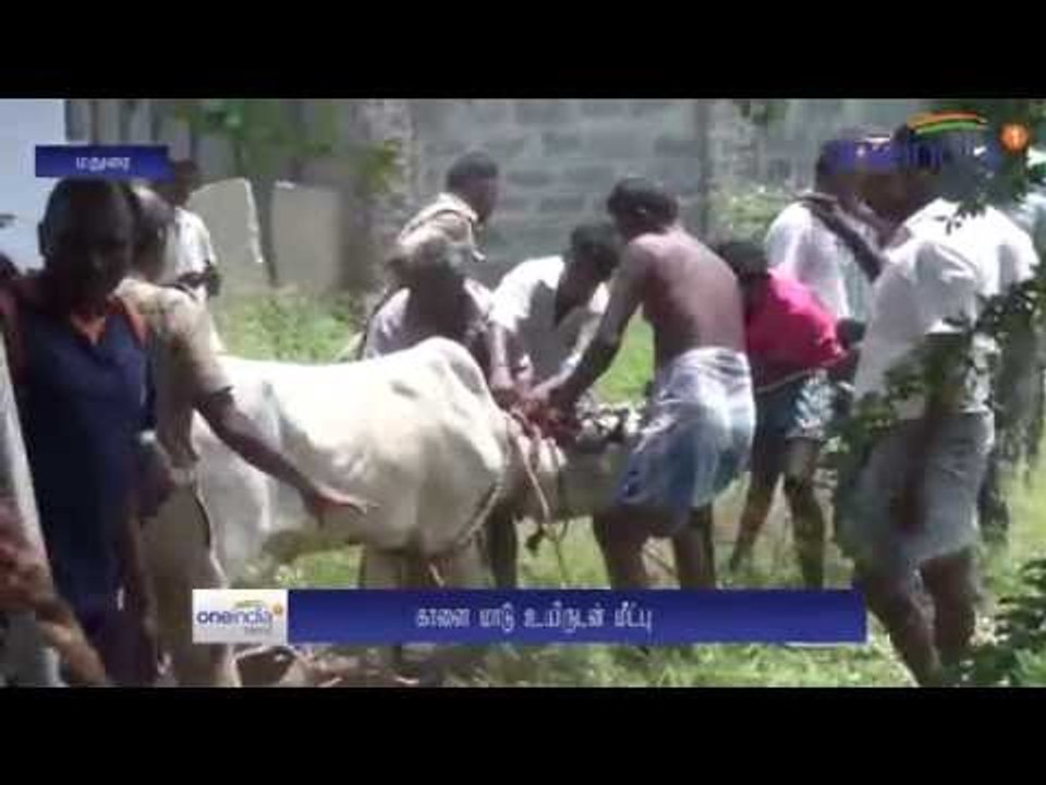 A bull recovered from a well