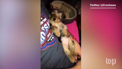 Social media reacts to #NationalPuppyDay