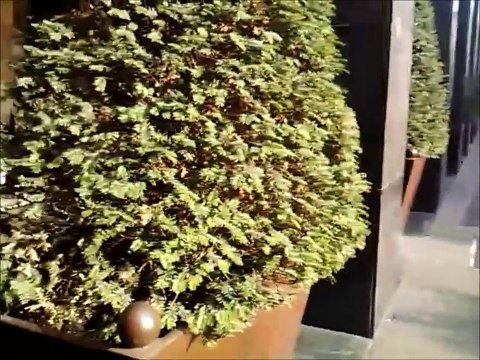 Due anziani vogliono sentire il rombo di una Ferrari, ma ciò che accade è esilarante!