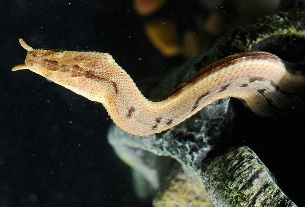 Top animais selvagens #647g, Animais selvagens atacando, Animals, Confrontos animais, Serpentes atacando animais e human