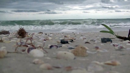 Relaxing 3 Hour Video of A Tropical Beach with Blue Sky White Sand and Palm Tree