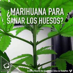 La marihuana ayuda a sanar los huesos.
