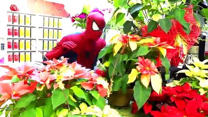 SPIDERMAN Dates PINK SPIDERGIRL at The Park w/ Joker - Fun Superhero Movie in Real Life