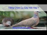 Tiếng chim Cu Gáy Mồi Hót Hay Nhất Chim Cu Gáy Mồi Hót Đỉnh Nhất