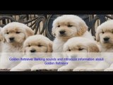 Golden Retriever Dog Barking sounds and introduce information about Golden Retriever Dog