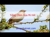 Tiếng Chim Họa Mi Mái Xùy Kích Trống Đỉnh Nhất Nhanh Lên Lửa