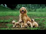 Hướng dẫn chăm sóc chó mẹ sau khi sinh đẻ Chăm sóc chó mẹ sau khi sinh