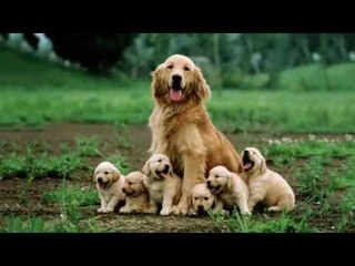 Hướng dẫn chăm sóc chó mẹ sau khi sinh đẻ Chăm sóc chó mẹ sau khi sinh