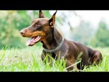 The Fastest Dog Breeds in the World - Fastest Dogs In The World