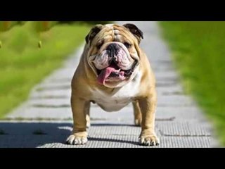 Giống chó Bully. Cách nuôi và mua bán chó Bully ở VN