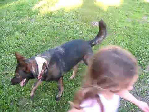 German shepherd Dog playing with baby | german shepherd loves baby.