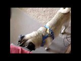 Dog Barking | Pug Dog Barking HD Sound effect.